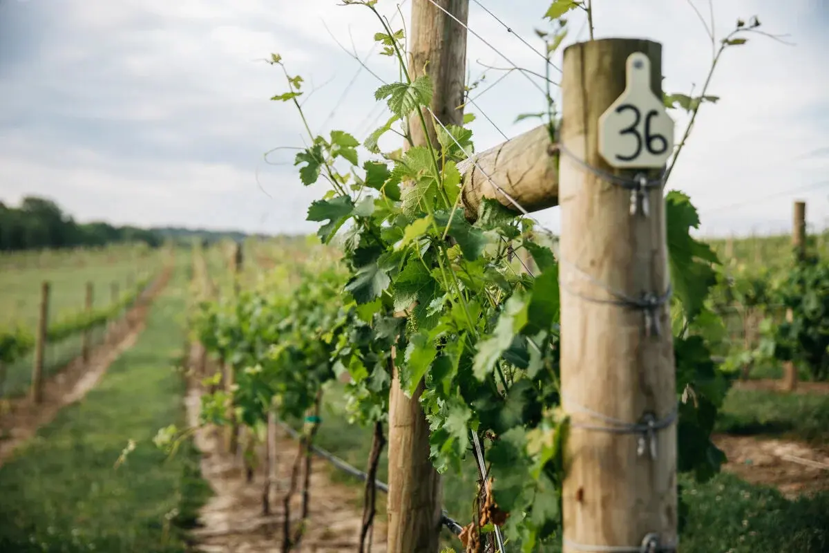 Nicewonder Vineyards