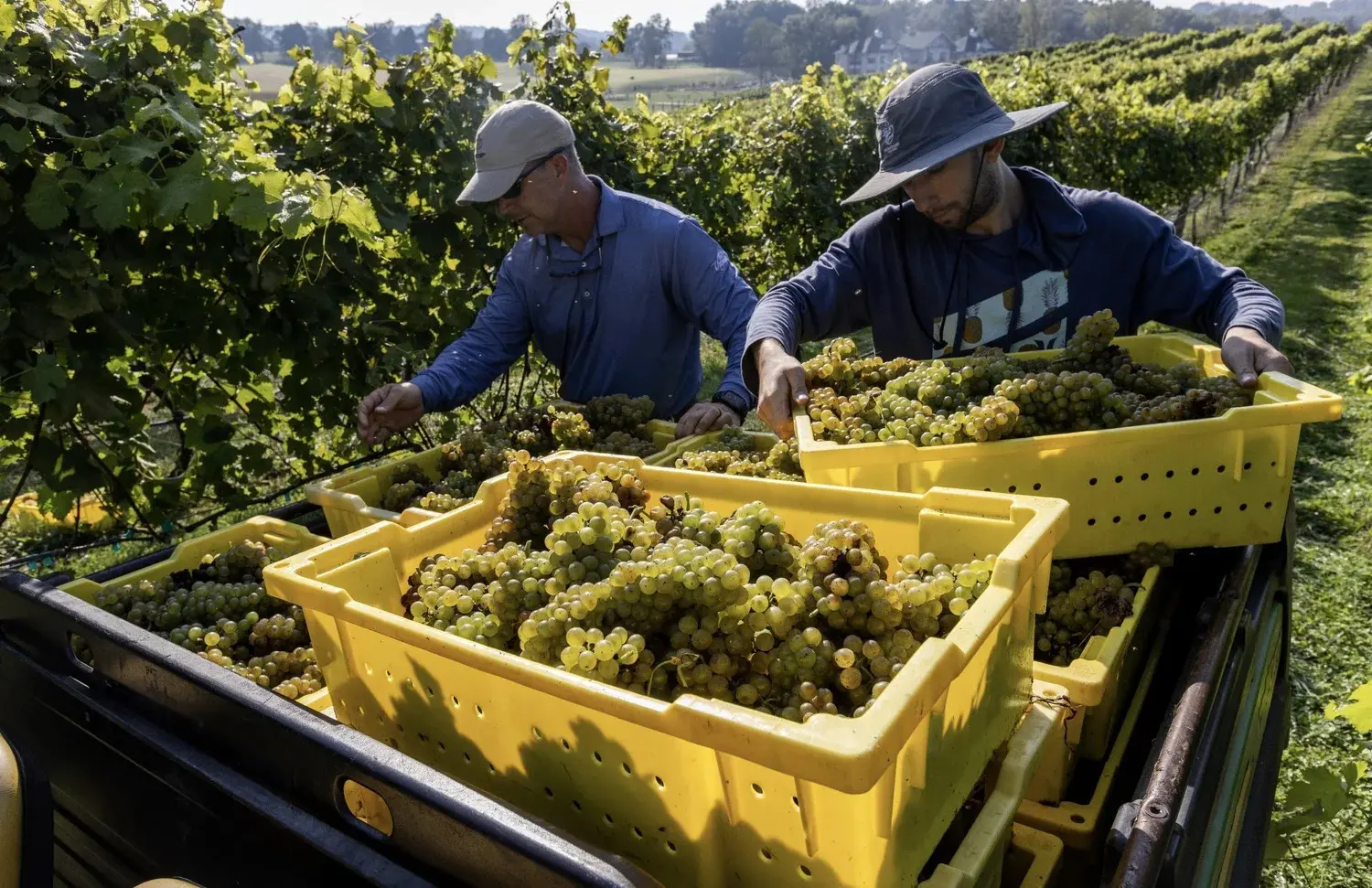 picking grapes in vineyard