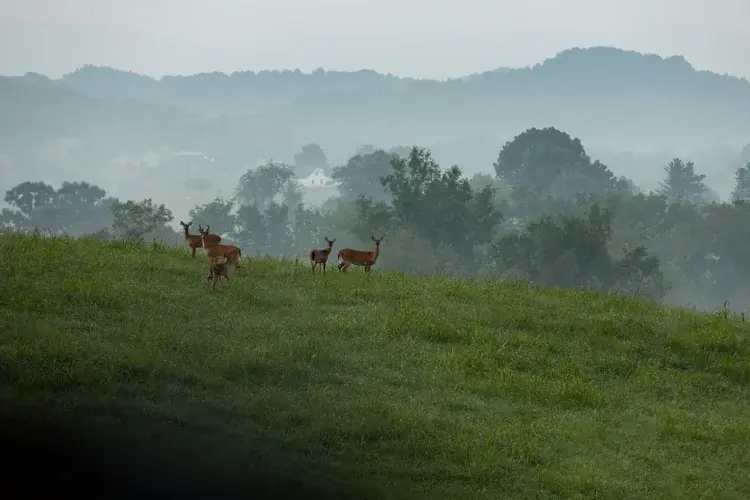 deer in field